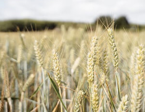 富勒姆告别连败，彭辛伯特进球助胜